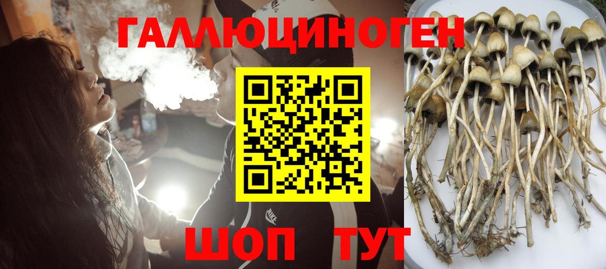 Псилоцибиновые грибы Cubensis Белгород